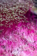 A dense cluster of vibrant microgreens with bright pink and green hues. The image features numerous thin stems and small leaves, creating a lush and lively texture.