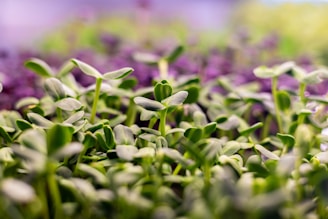 Close-up of vibrant seedlings and blooming flowers available for online purchase at greenlin store.