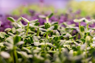 Close-up of vibrant seedlings and blooming flowers available for online purchase at greenlin store.