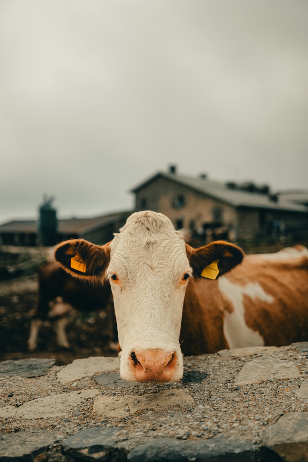 a brown and white cow standing next to a stone wall