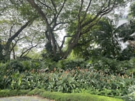 A lush garden with dense green foliage and tall trees forming a canopy. Bright orange flowers, possibly heliconias, add vibrant splashes of color among the green plants. The trees have large, sprawling branches, and the scene is surrounded by a variety of tropical plants.