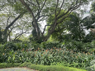 A lush garden with dense green foliage and tall trees forming a canopy. Bright orange flowers, possibly heliconias, add vibrant splashes of color among the green plants. The trees have large, sprawling branches, and the scene is surrounded by a variety of tropical plants.