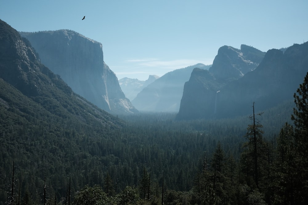 a bird flying over a forest filled with tall mountains