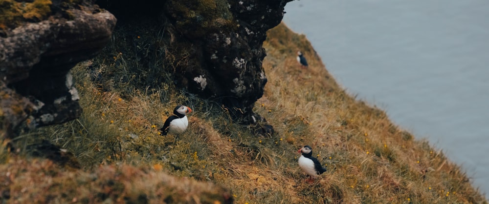 a group of birds standing on top of a grass covered hillside