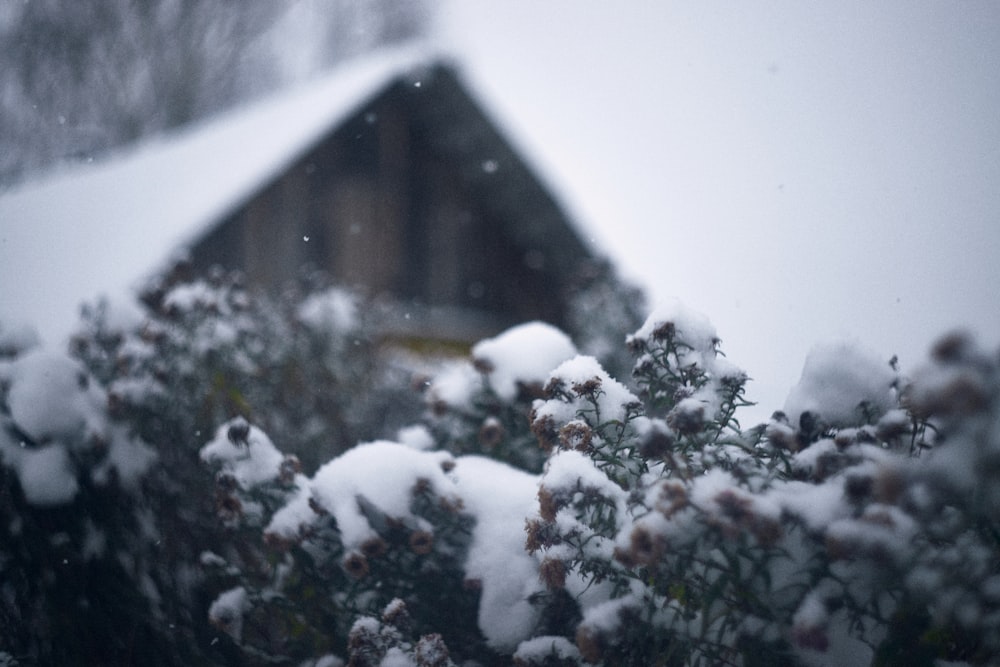 a snow covered bush with a house in the background