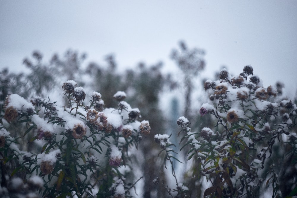 a bunch of plants covered in snow with a building in the background