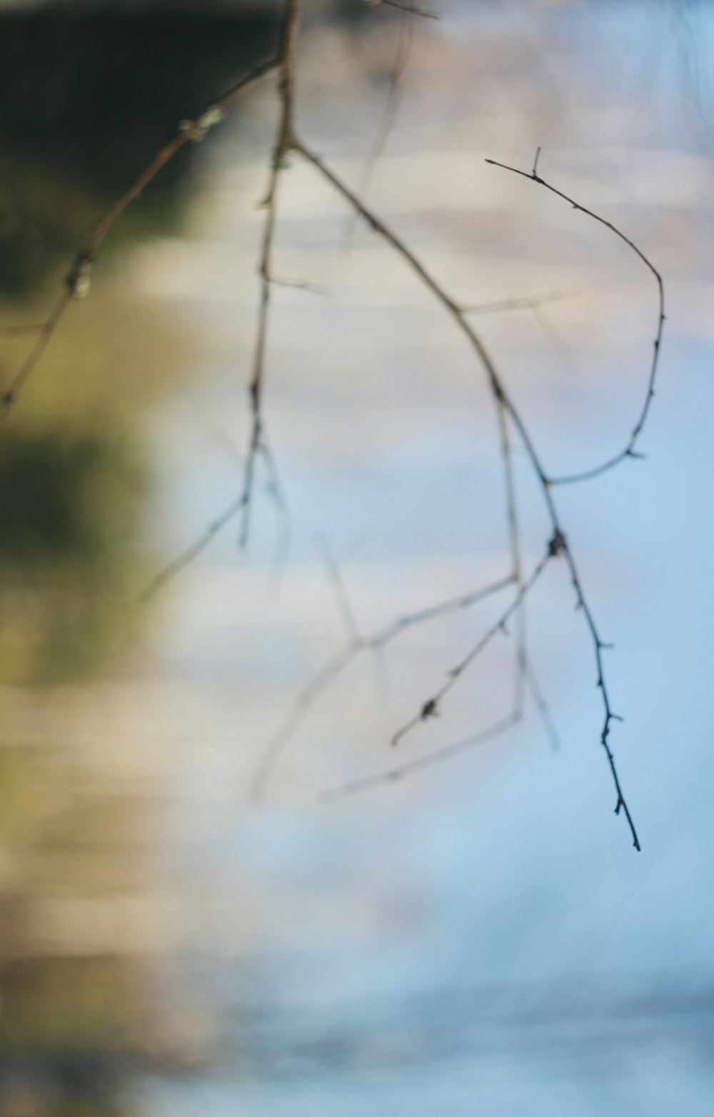 a blurry photo of a branch with water in the background