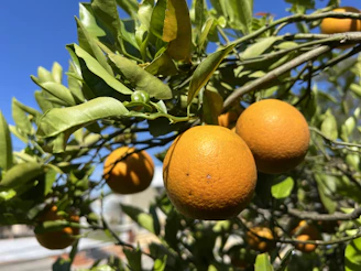 Rows of ripe oranges hanging on trees under a bright sunny sky.