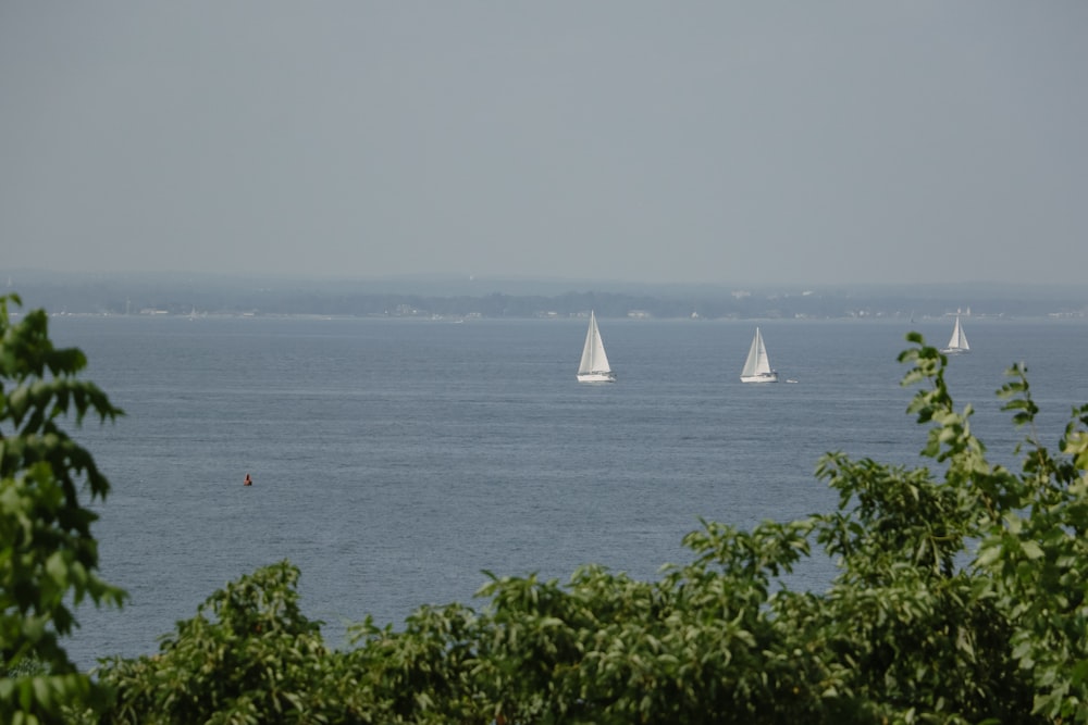 a group of sailboats floating on top of a large body of water