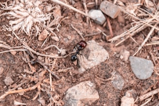 A large ant with a reddish-brown and black body is crawling on a patch of dry, rocky soil. Surrounding the ant are dry twigs, stones, and sparse, dead grass. The overall texture of the ground appears rough and arid.
