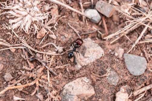 A large ant with a reddish-brown and black body is crawling on a patch of dry, rocky soil. Surrounding the ant are dry twigs, stones, and sparse, dead grass. The overall texture of the ground appears rough and arid.