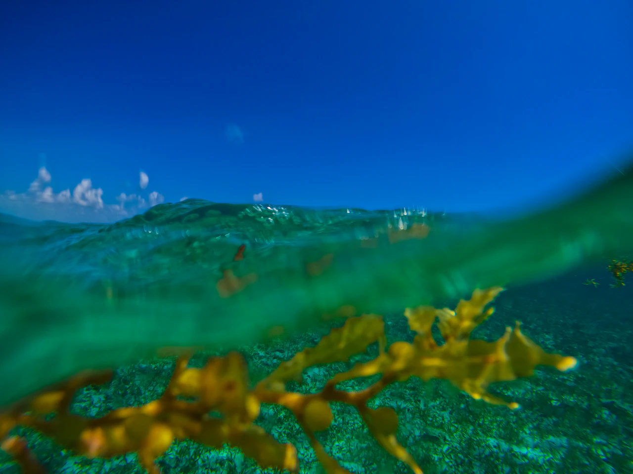 A half-underwater view: deep blue sky above, and below the surface a strand of golden seaweed drifting over seagrass.