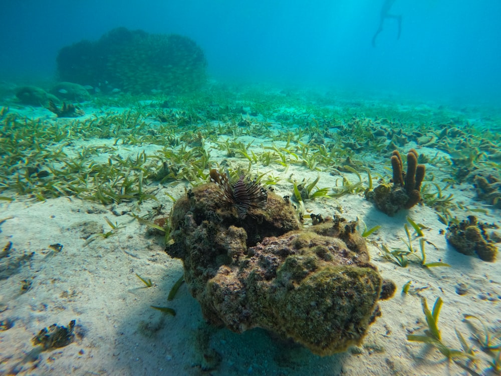 Un grande gruppo di alghe sul fondo del fondo dell'oceano