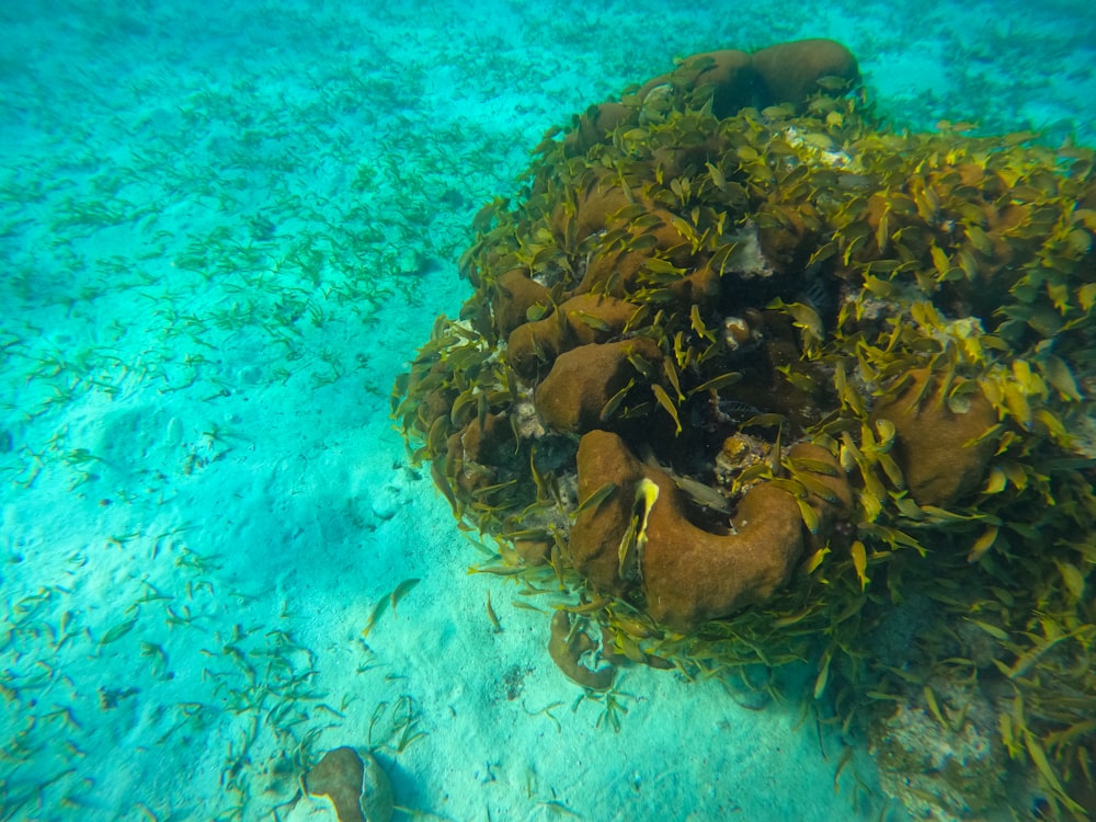 Alghe marine che crescono sul fondo di una barriera corallina