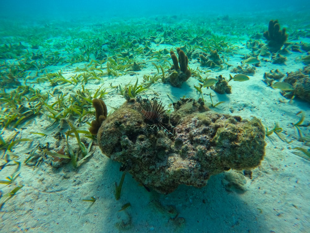 Una vista subacquea di alghe e alghe sul fondo dell'oceano