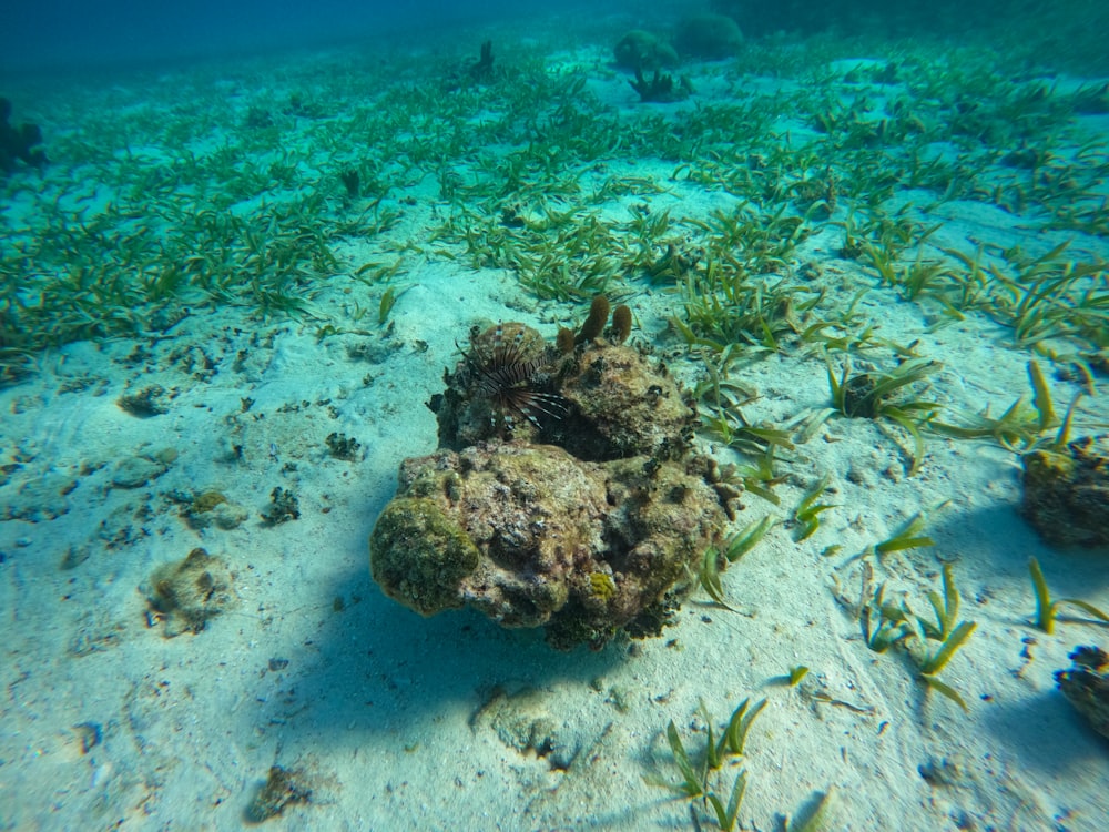 Un gruppo di alghe sul fondo del fondo dell'oceano