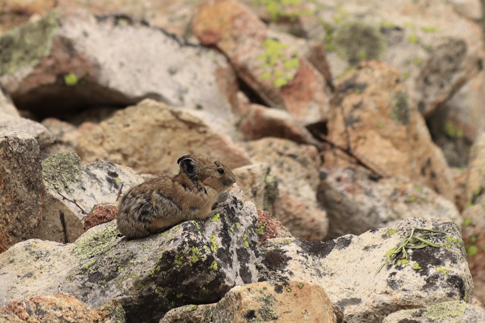 a couple of birds sitting on top of a pile of rocks