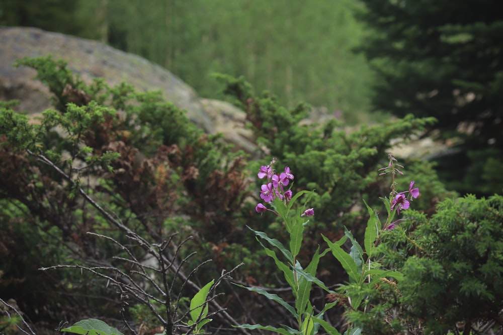 a purple flower in the middle of a forest