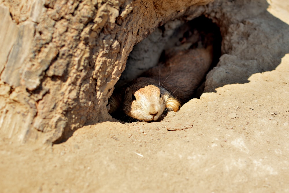 a small animal is poking its head out of a hole
