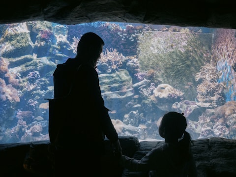 A silhouetted adult and child stand hand in hand, gazing at a large aquarium filled with diverse coral and marine life. The tank is illuminated with natural shades of blue and green, showcasing a vibrant underwater world.