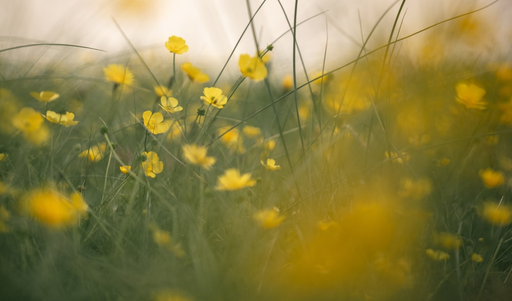 a bunch of yellow flowers in a field