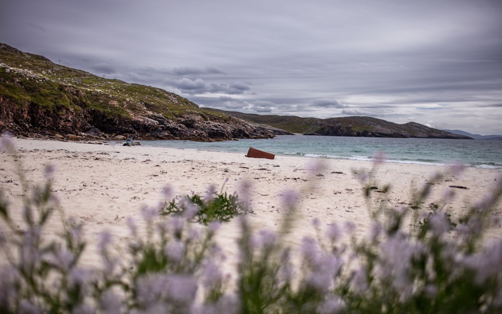 a beach with a boat in the water and purple flowers in the foreground