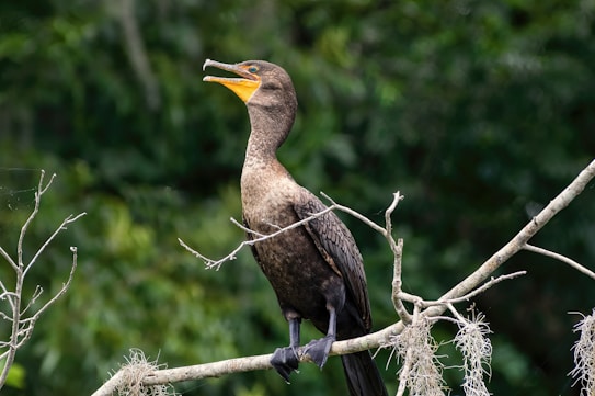 A cormorant with dark plumage is perched on a branch amidst lush greenery. Its beak is slightly open, revealing a distinctive orange interior near its throat. The bird is surrounded by a natural habitat with subtle variations in the green background, creating a sense of depth.