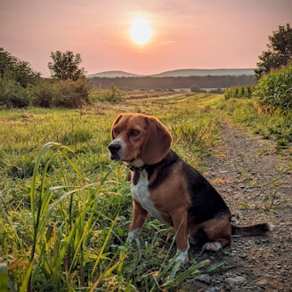 A stately beagle standing proudly on a sunlit Texas ranch with rolling hills and oak trees in the background.