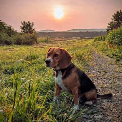 A stately beagle standing proudly in front of a classic Texas ranch house at dusk, bathed in warm golden light.