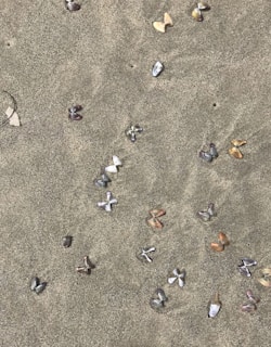 Children exploring a sandy beach with colorful seashells.
