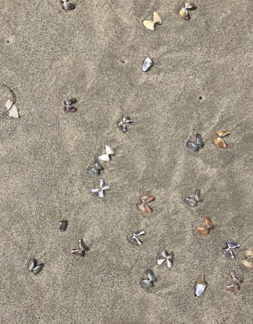 Children exploring a sandy beach with colorful seashells.