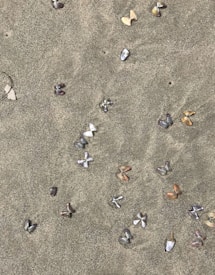 Various small, colorful seashells scattered across a sandy beach surface. The shells range in color from light gray and white to shades of brown and orange. The texture of the sand is fine and slightly rippled, suggesting recent wave activity.