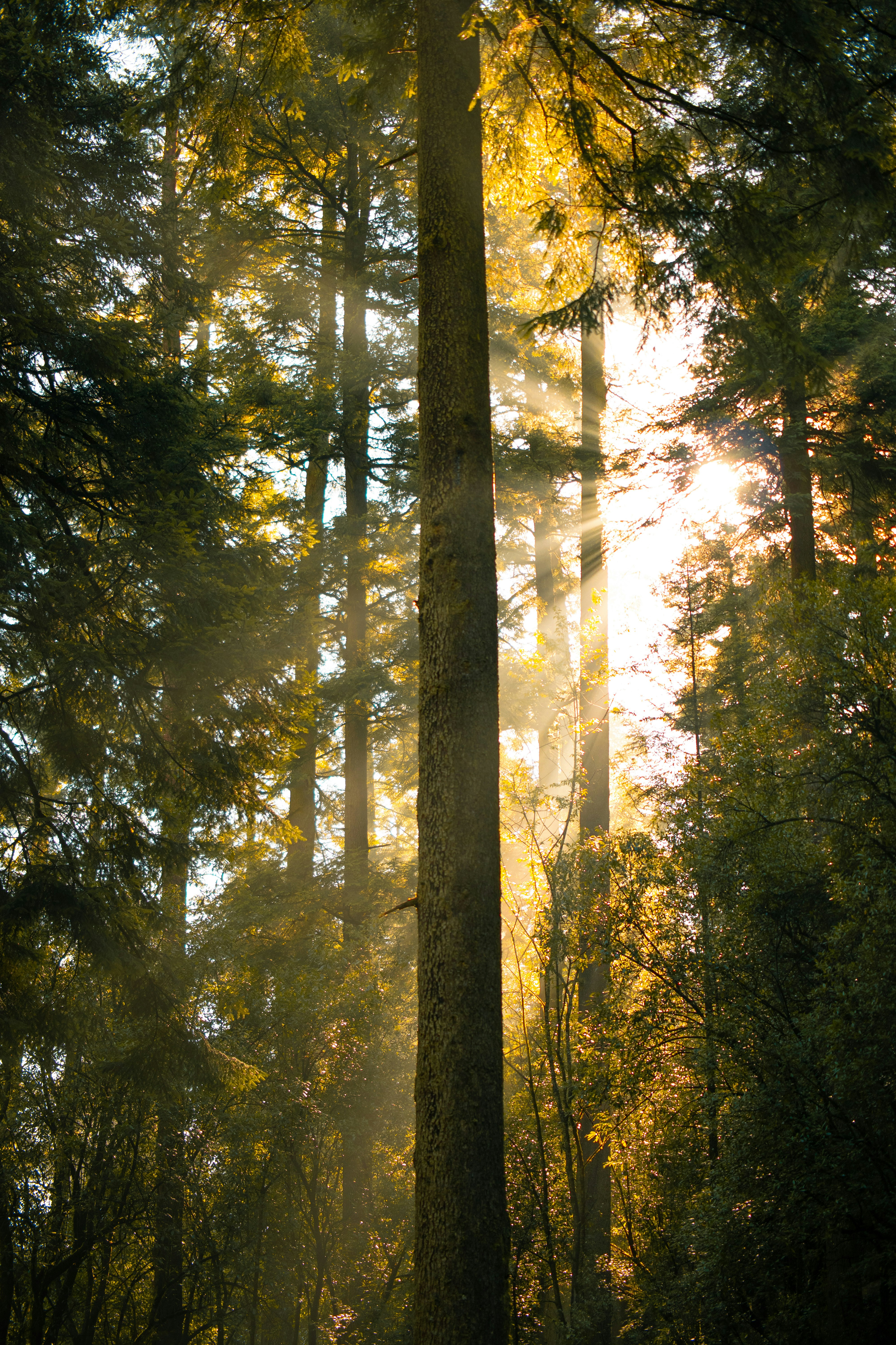 El sol brilla a través de los árboles en el bosque