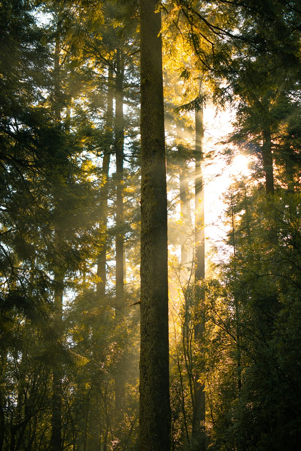 the sun shines through the trees in the forest