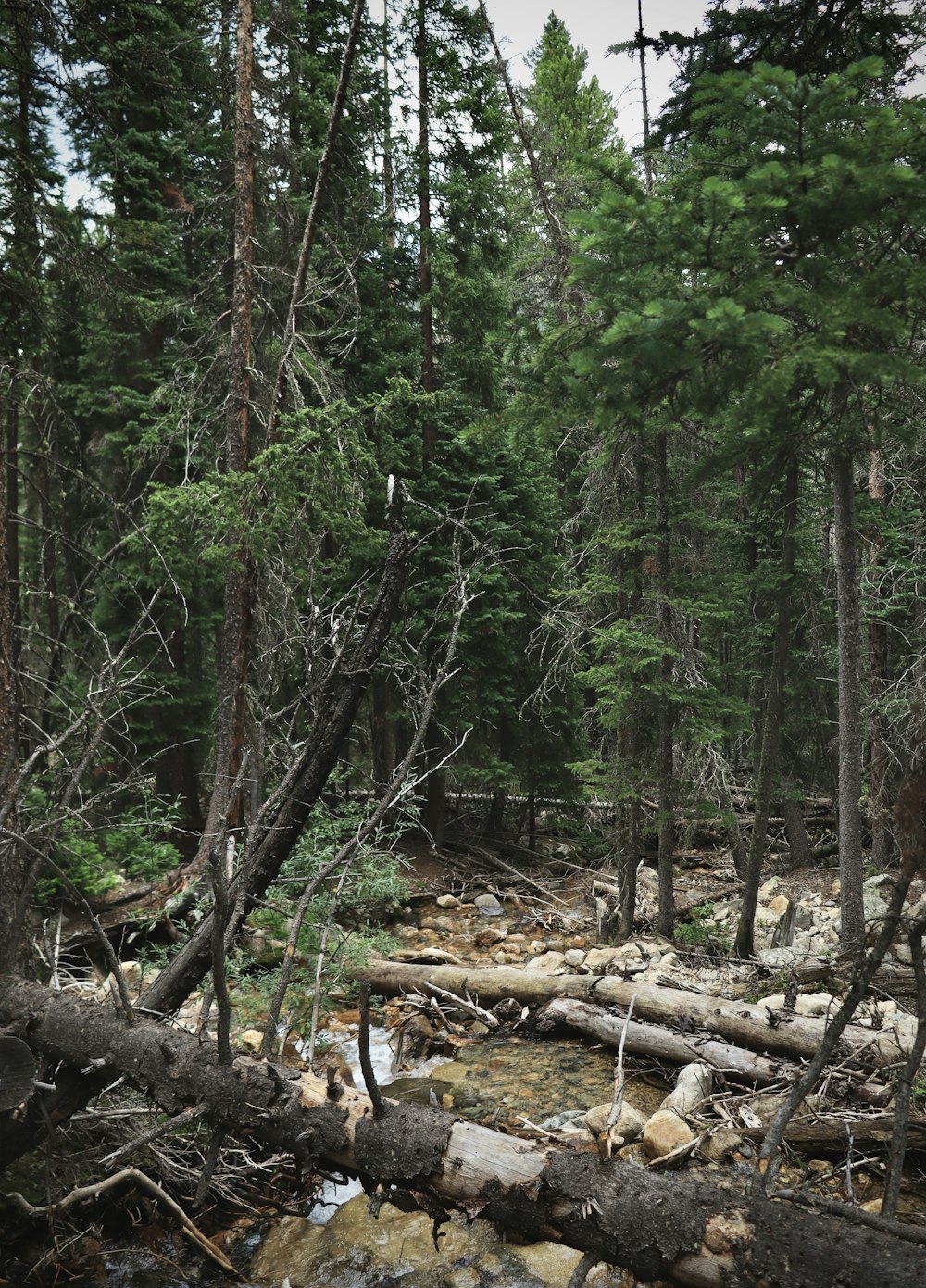 a forest filled with lots of trees and rocks