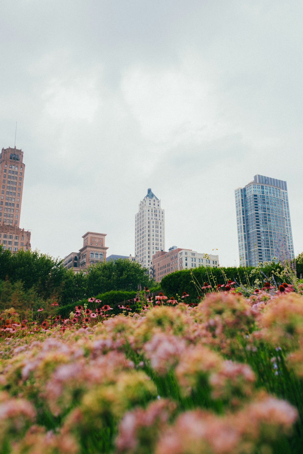 a field of flowers and buildings in the background