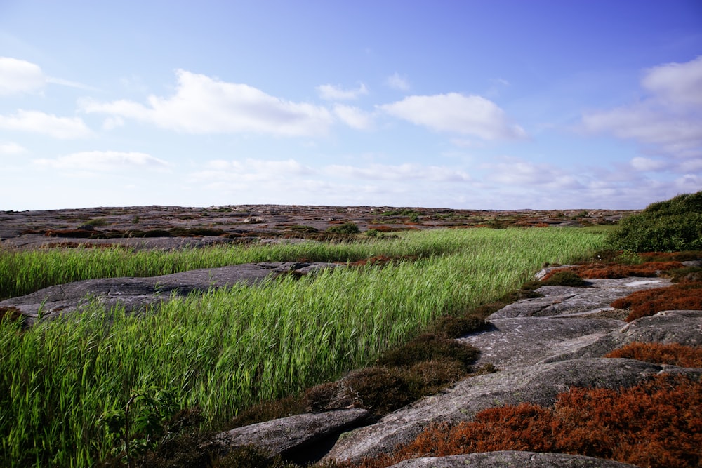 a grassy area with rocks and grass on the ground