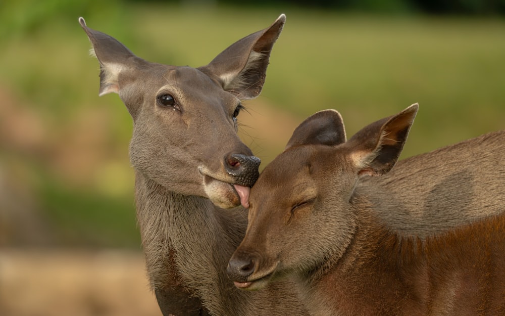 a couple of deer standing next to each other