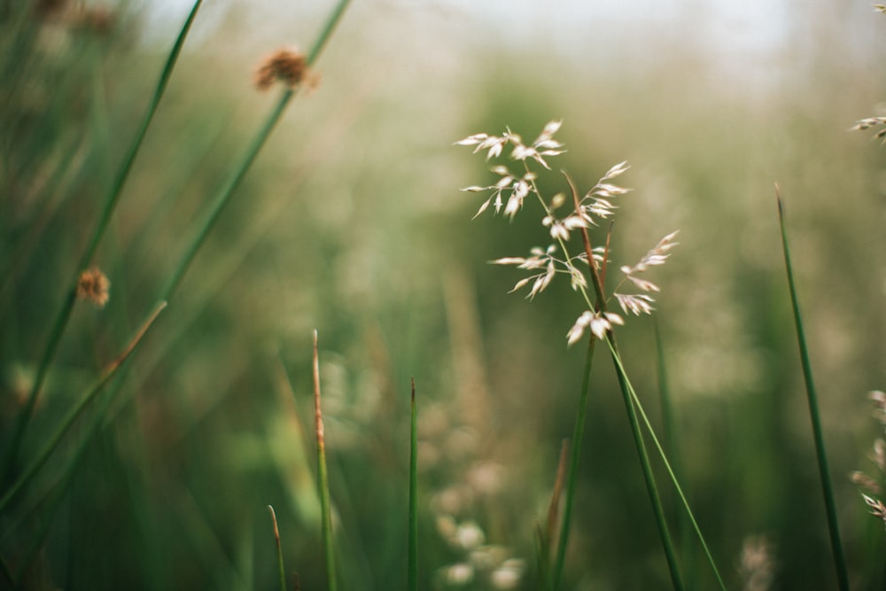 a close up of a bunch of flowers in a field