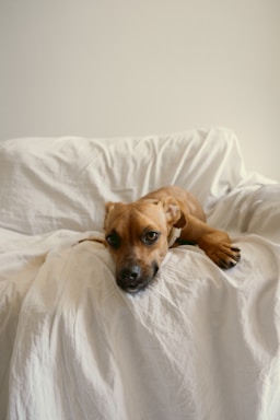 A cozy studio corner with a camera set up and a happy dog waiting for a photoshoot.