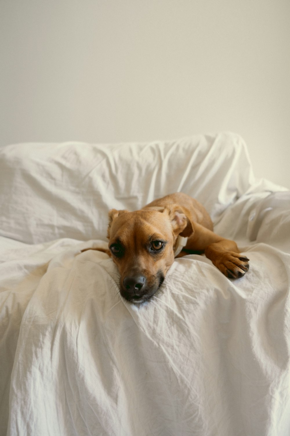 a brown dog laying on top of a white bed