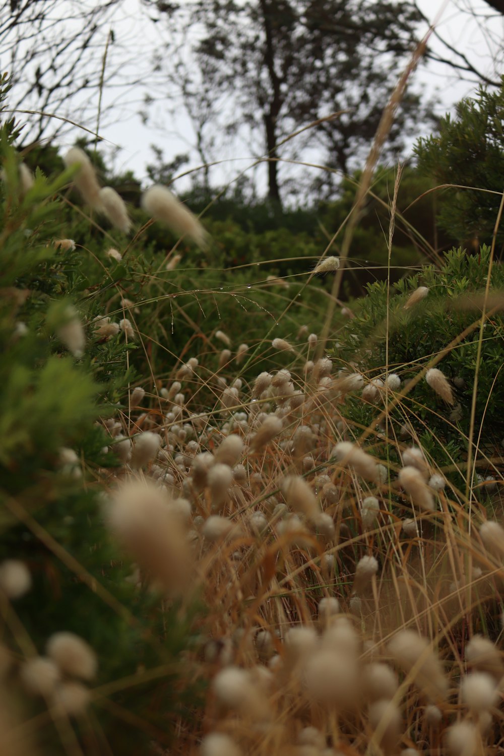 a bunch of plants that are in the grass