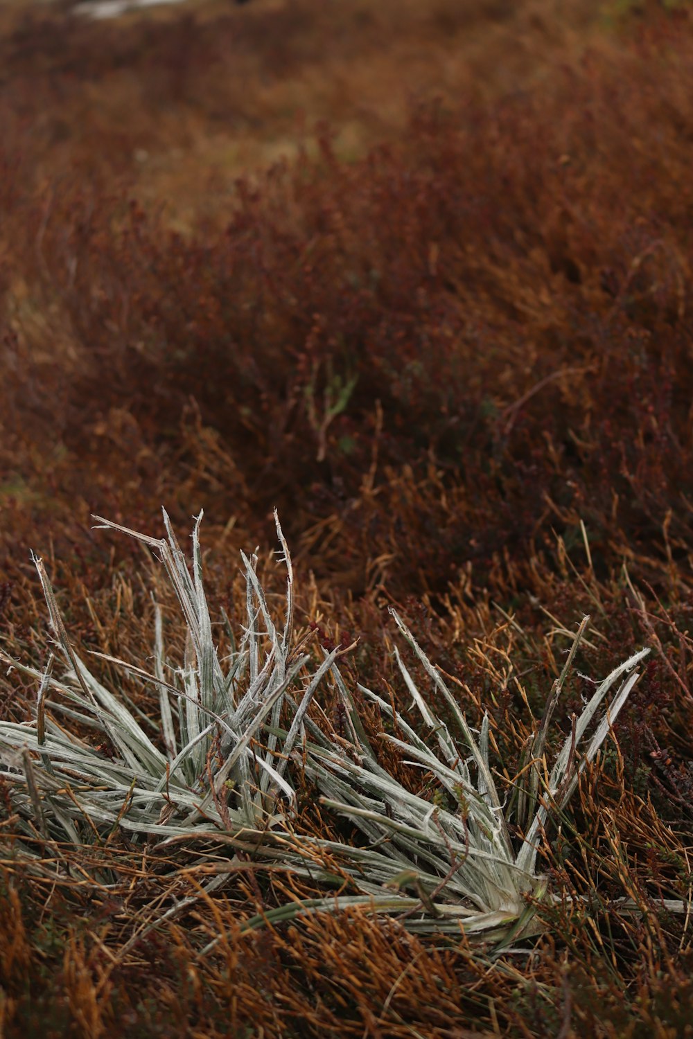 a bird standing on top of a grass covered field