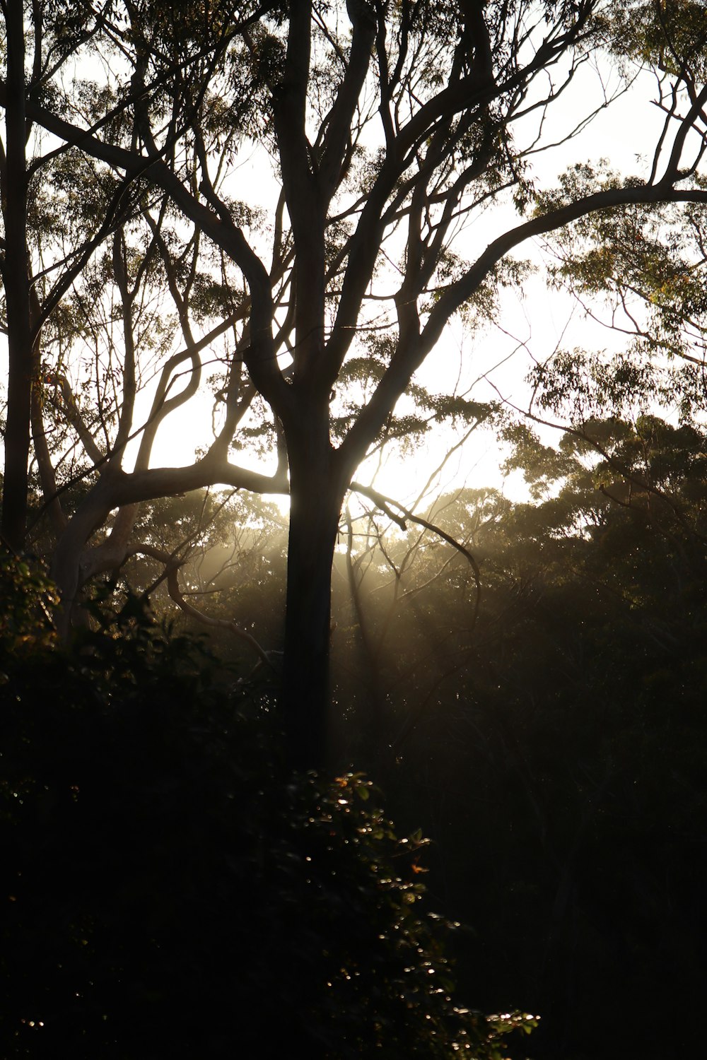 the sun is shining through the trees in the forest