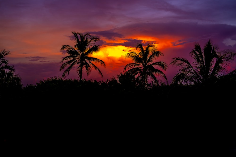 a sunset with palm trees in the foreground