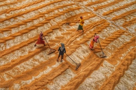 Four people are working in a field, spreading grains with tools. The grains are laid out in neat, wavy rows across the ground, creating a pattern of lines. The individuals are wearing colorful clothing, adding vibrancy to the earthy tones of the grains.