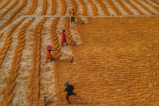 a group of people working in a field