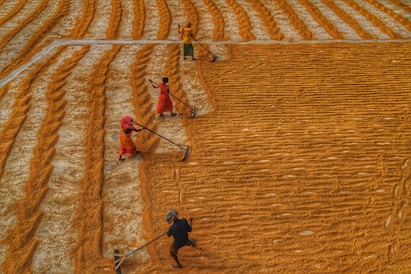 a group of people working in a field