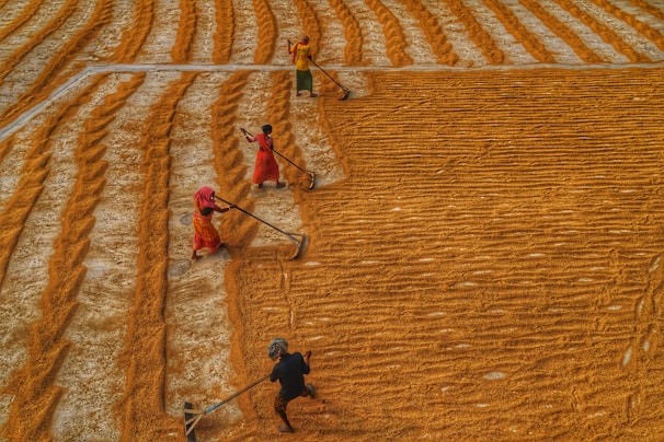 a group of people working in a field