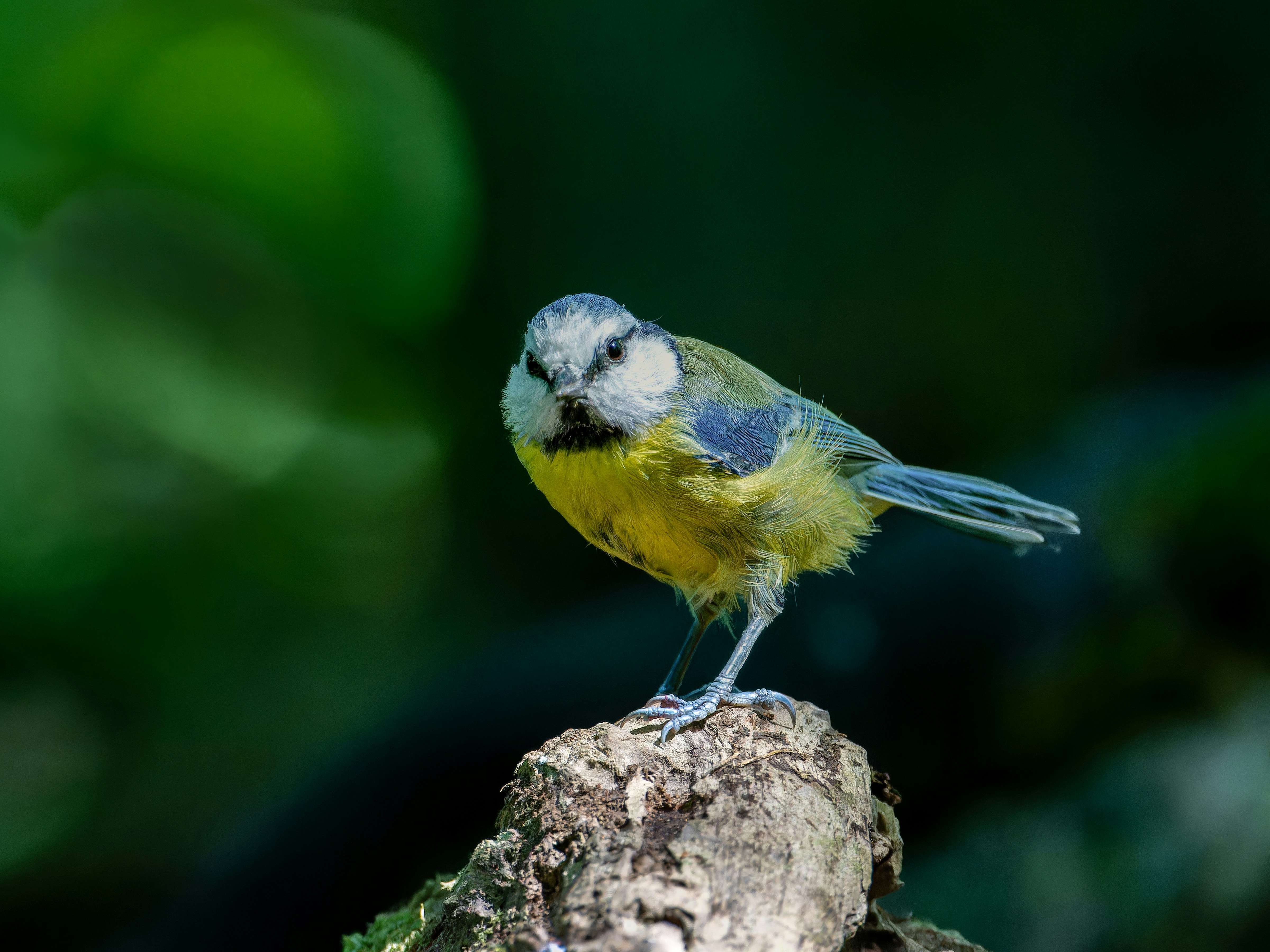 Photo by siegfriedpoepperl